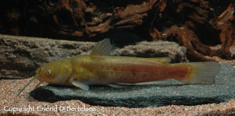 Ameiurus nebulosus