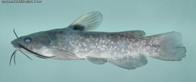 Ameiurus serracanthus