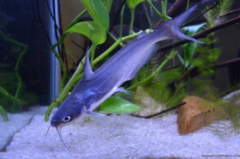 Ictalurus furcatus