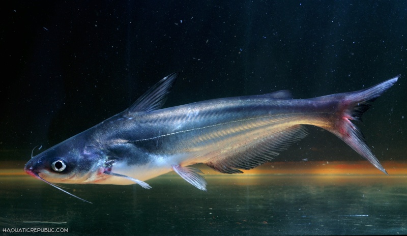 Ictalurus furcatus