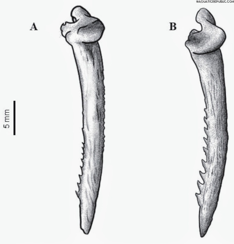Ictalurus pricei