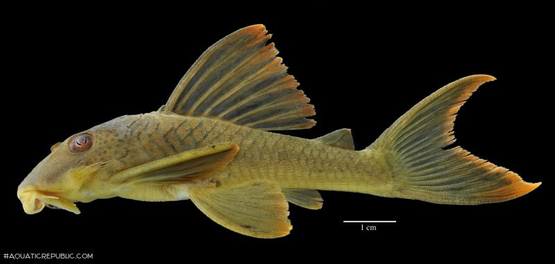 Ancistomus cf. snethlageae