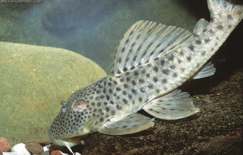 Ancistomus spilomma