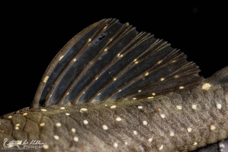 Ancistrus aguaboensis