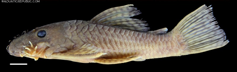 Ancistrus amaris