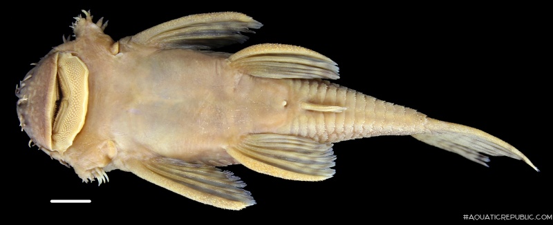 Ancistrus amaris