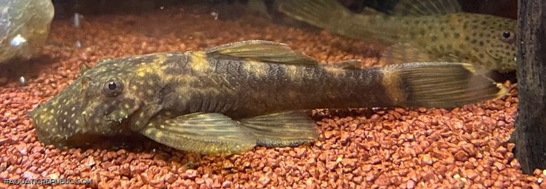 Ancistrus brevipinnis