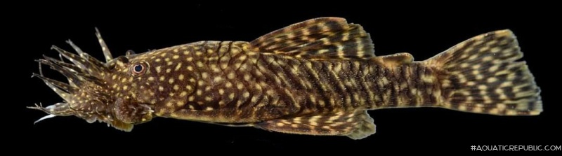 Ancistrus caucanus