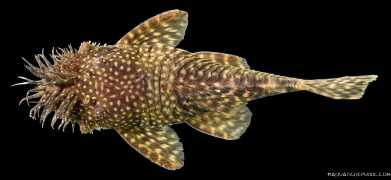 Ancistrus caucanus