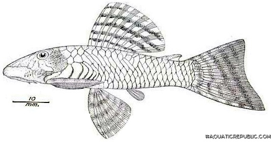 Ancistrus caucanus