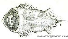 Ancistrus caucanus