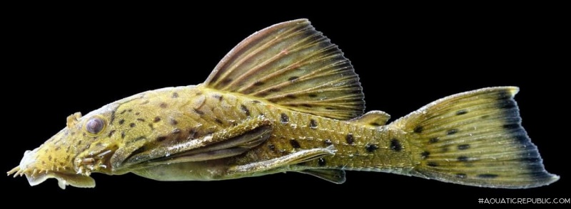 Ancistrus centrolepis