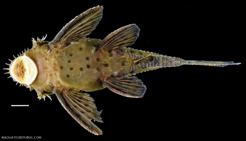 Ancistrus centrolepis