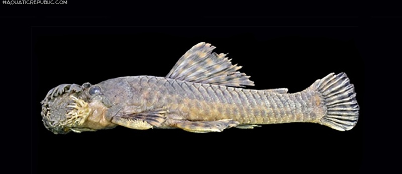 Ancistrus clementinae