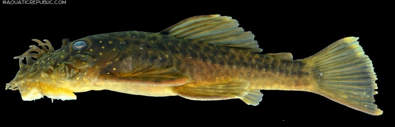 Ancistrus kellerae