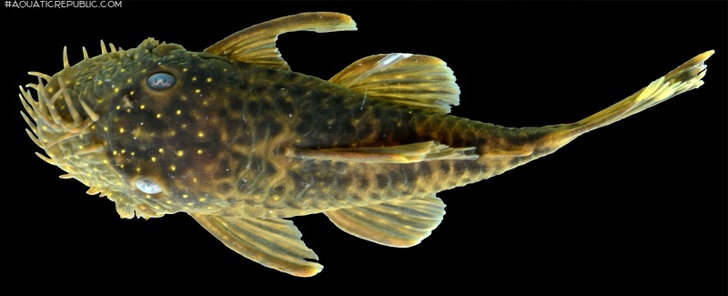 Ancistrus kellerae