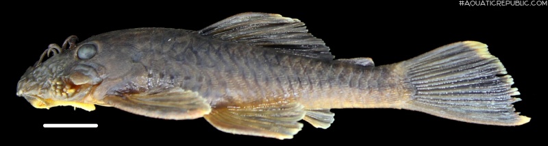 Ancistrus kellerae