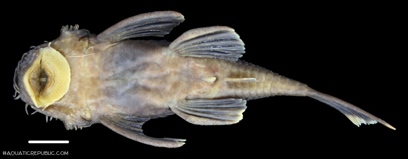 Ancistrus kellerae