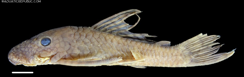 Ancistrus leucostictus