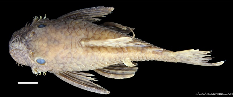 Ancistrus leucostictus