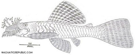 Ancistrus lineolatus