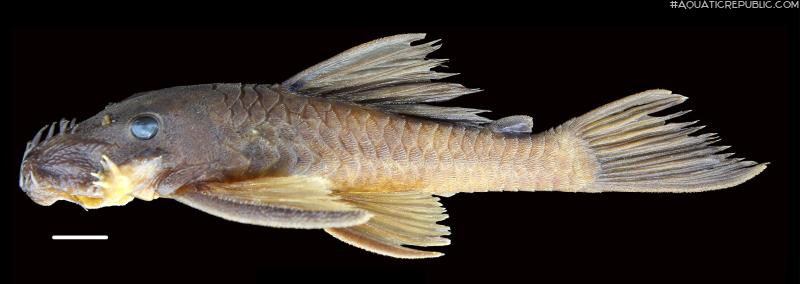 Ancistrus lithurgicus