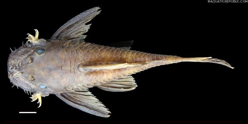 Ancistrus lithurgicus