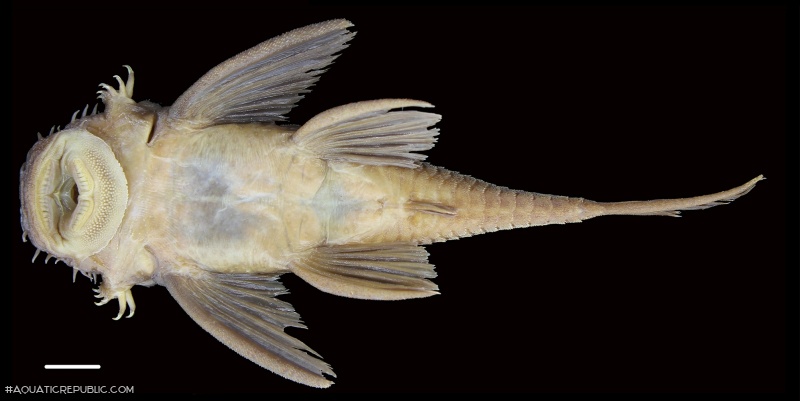 Ancistrus lithurgicus