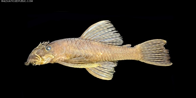 Ancistrus malacops