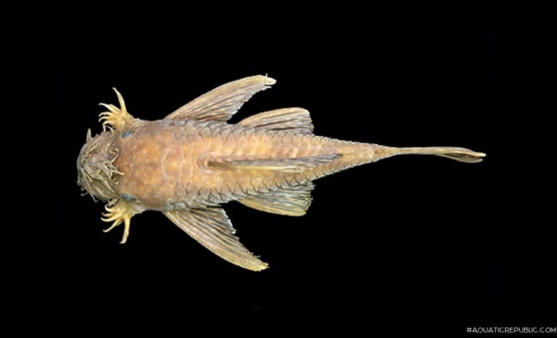 Ancistrus malacops