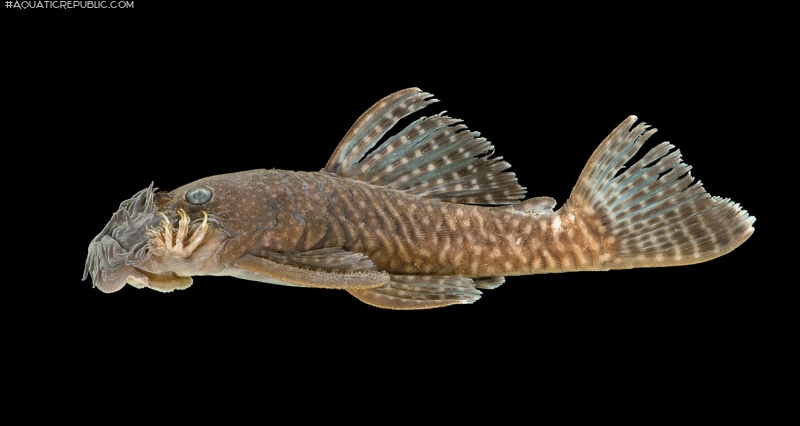 Ancistrus miracollis