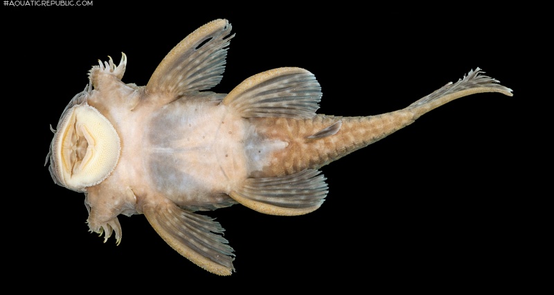 Ancistrus miracollis