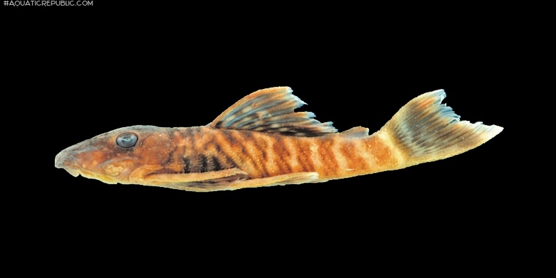 Ancistrus miracollis