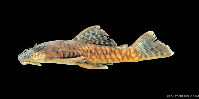 Ancistrus miracollis