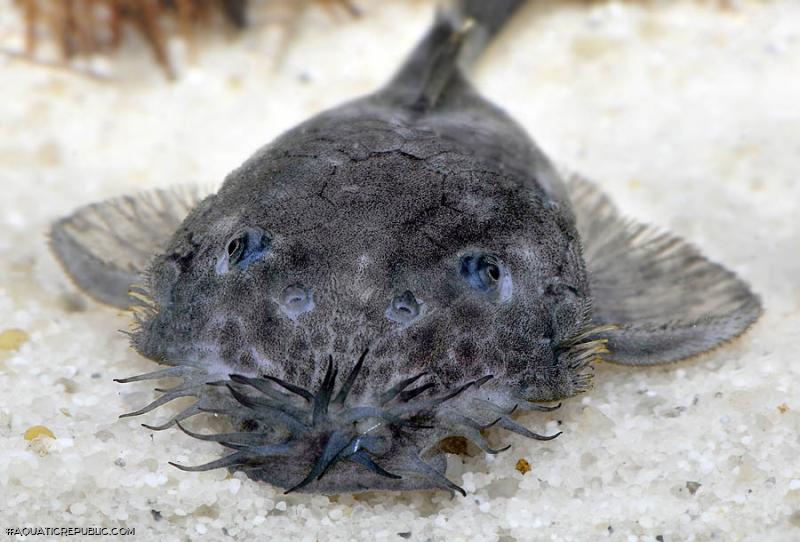 Ancistrus ranunculus