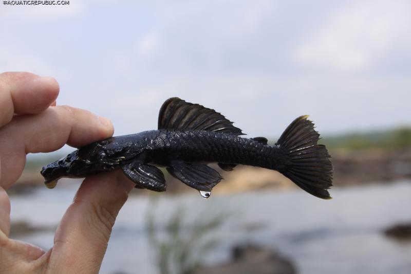 Ancistrus ranunculus