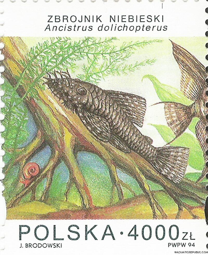 Ancistrus sp. (3)