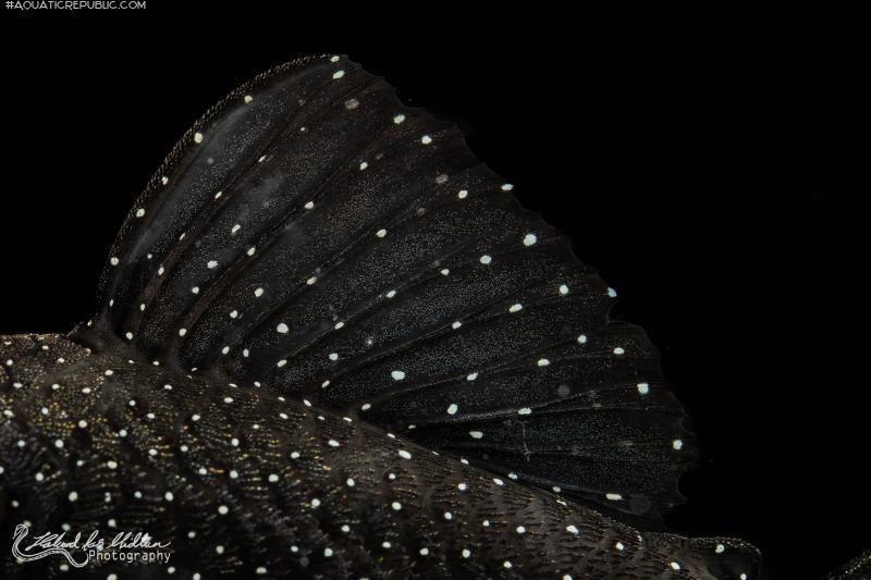 Ancistrus sp. (L071)
