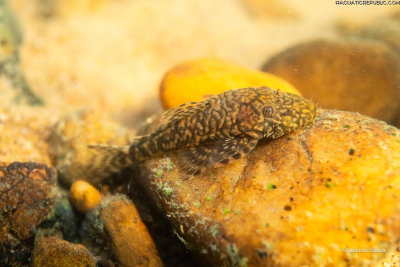 Ancistrus sp. (L352)