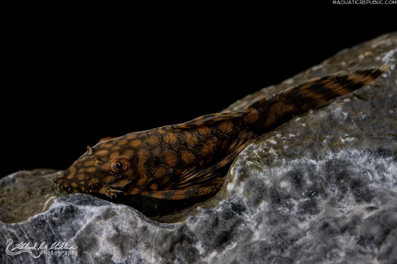 Ancistrus sp. `RIO PARAGUAY`