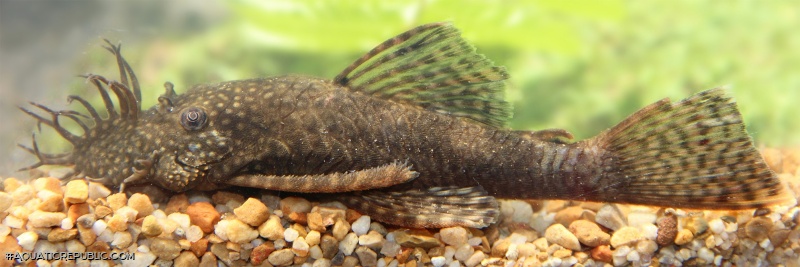 Ancistrus triradiatus