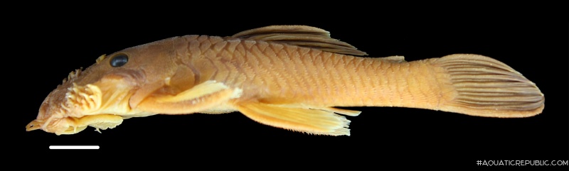 Ancistrus yutajae