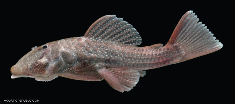 Andeancistrus platycephalus