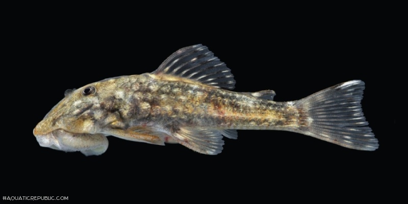 Andeancistrus platycephalus