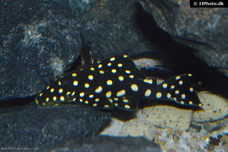 Baryancistrus sp. (L142)