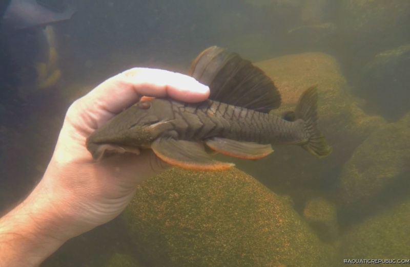 Baryancistrus sp. `BELO MONTE`