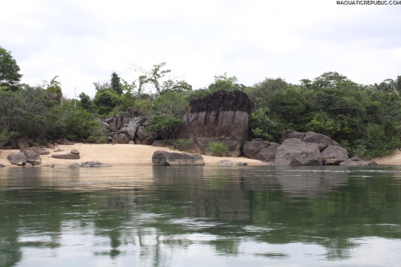 Baryancistrus sp. `BELO MONTE`