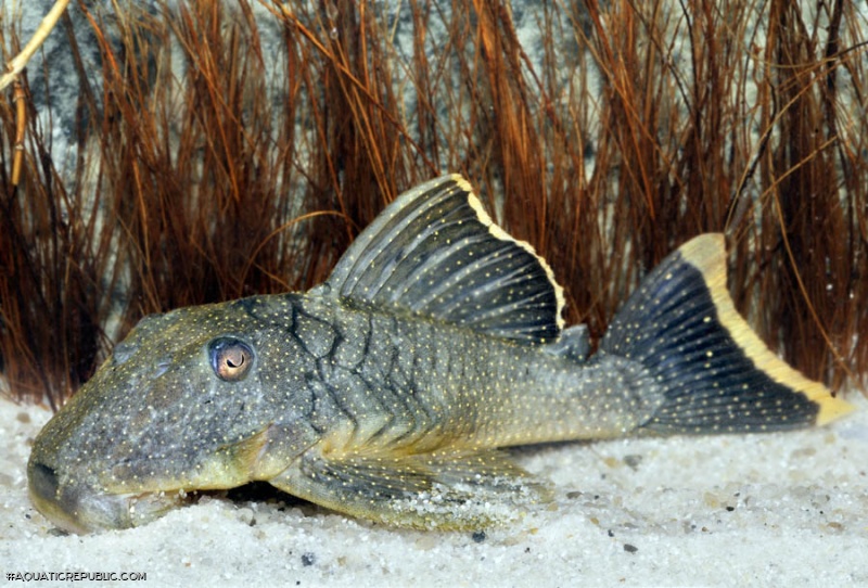 Baryancistrus xanthellus