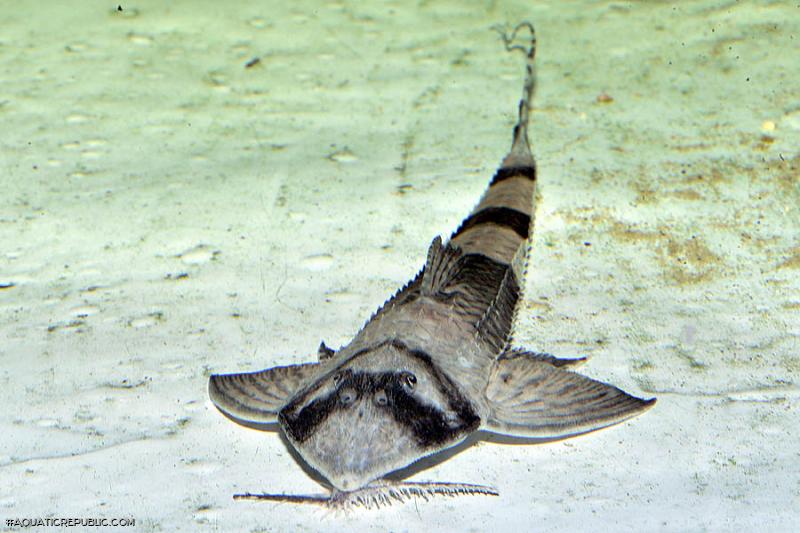 Brochiloricaria chauliodon