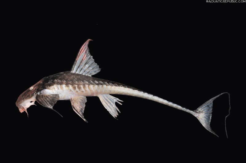 Brochiloricaria chauliodon